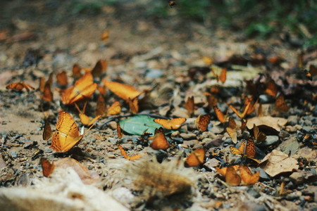 Group of butterfly