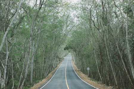 Road pass through the forest