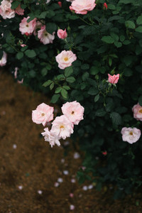 Pink roses 03