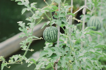 Watermelon farm 01