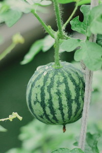 Watermelon farm 02
