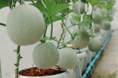 Melon farm 02