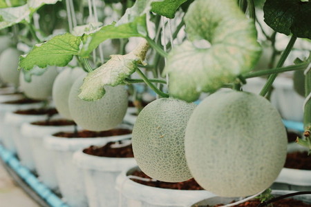 Melon farm 03