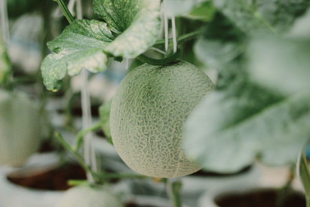 Melon farm 04