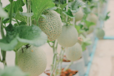 Melon farm 06