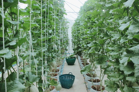 Melon farm 10