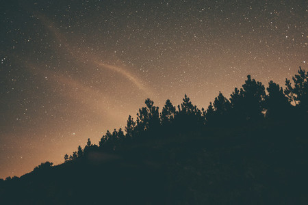 night sky and trees