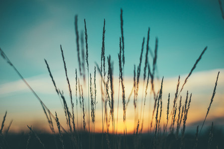 sky sunset and wild grass