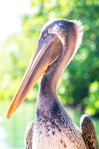 Beautiful Pelican