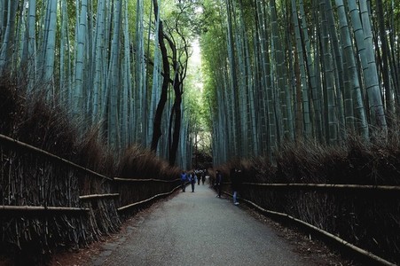 Path to bamboo forest