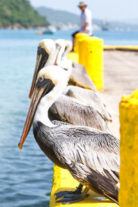 Beautiful Pelicans