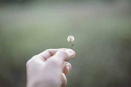 Hand holding dry grass flower