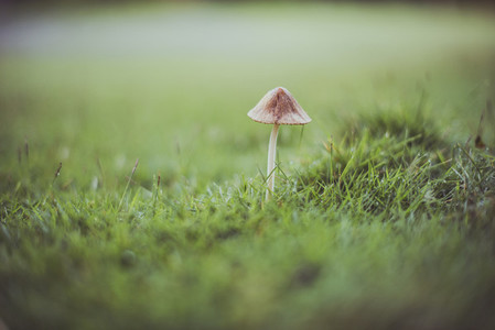Small mushroom in the grass