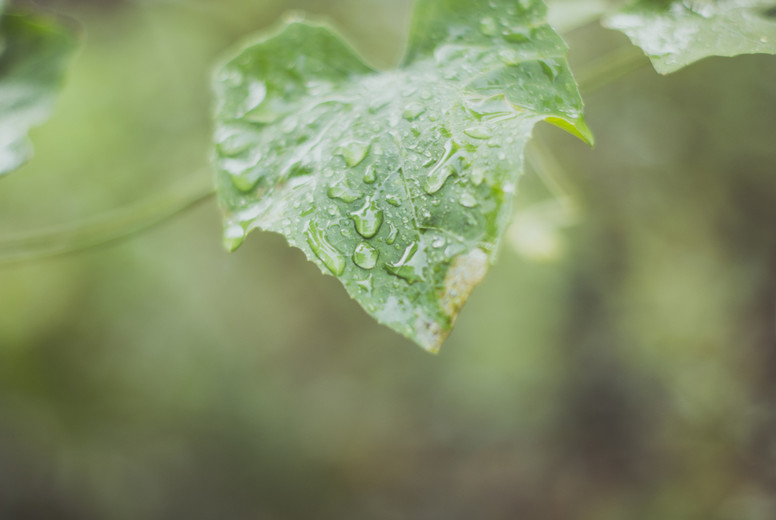 Green leaf and water drops