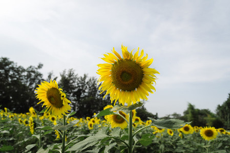 Sunflower field 02