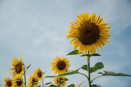 Sunflower field 03