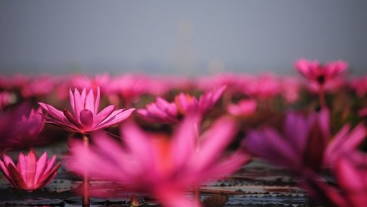 Lake of pink lotus 01
