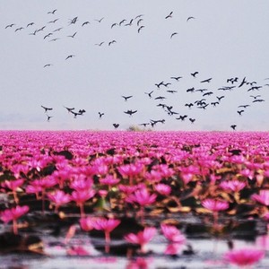 Lake of pink lotus 03