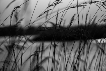 Grass field  Black and White