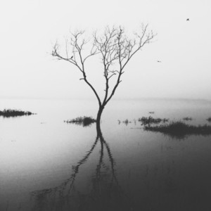 Dead tree reflection