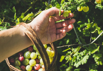 Man039 s hand picking and putting ripe gooseberies to birchbark basket full of berries in garden on sunny summer day