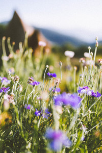 Purple flowers field