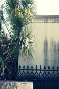 Palm Tree in St  Louis Cemetery