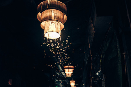 Moths hovering around a lantern