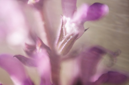 Salvia Bloom