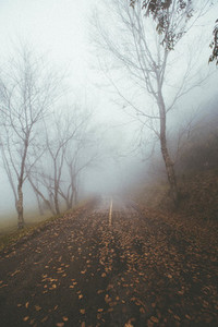 Misty foggy forest road