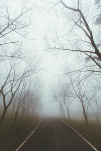 Foggy forest road