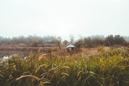 Field of grass with small hut