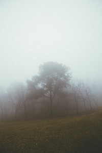 Misty foggy forest