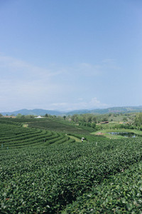 Tea plantation 01