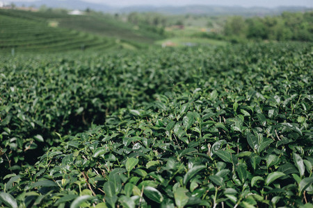 Tea plantation 02