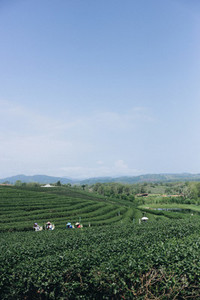 Tea plantation 03