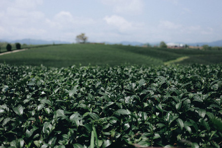 Tea plantation 04