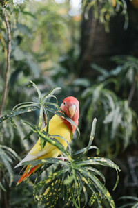 Parrot 02