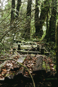 Old wooden bridge in forest