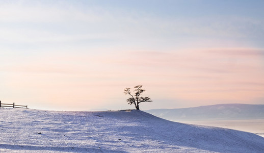 Tree on Cape Burhan Baikal Lake