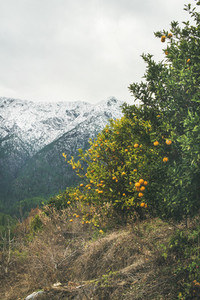 Trees with wild ripe oranges and snowy mountains Alanya Turkey