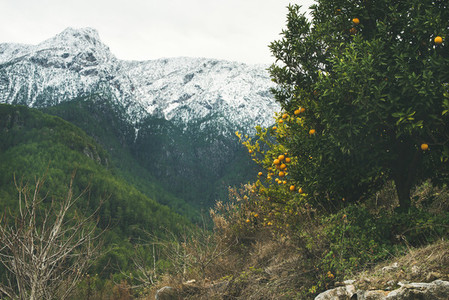 Trees with oranges in mountain garden and snowy peaks