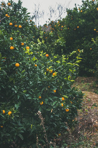 Orange trees with wild ripe oranges in mountain garden  Alanya