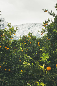 Trees with oranges in mountain garden  Dim Cay district  Alanya