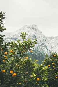 Orange trees with oranges in mountain garden Dim Cay Alanya