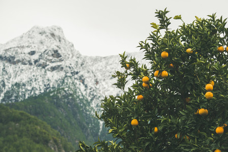 Orange trees with ripe oranges in mountain garden  Alanya  Turkey