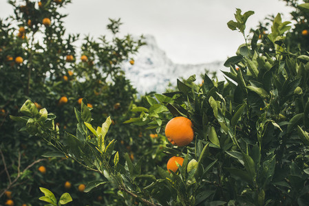 Orange trees with ripe oranges in the mountain garden Turkey