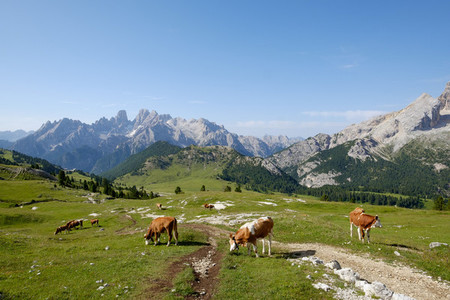 Cows over the mountain