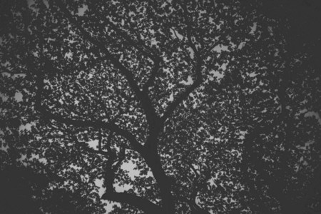 Dark Trees 2