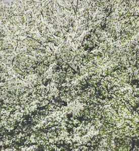 Blooming tree with white flowers natural background or wallpaper